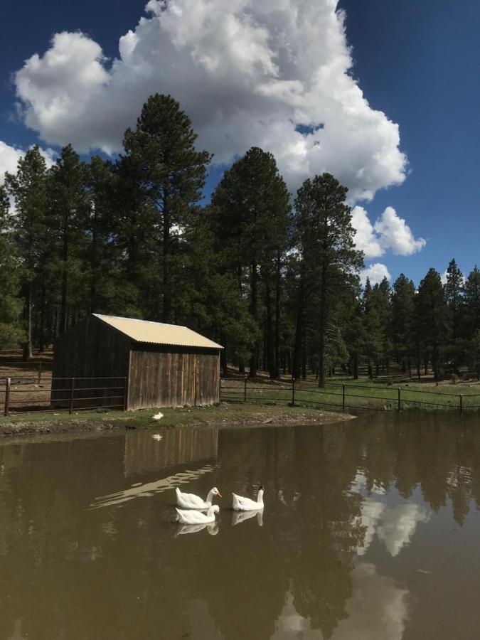 Grand Canyon Cottage At Historic Wrigley Ranch With Horseback Riding & Shooting Parks エクステリア 写真